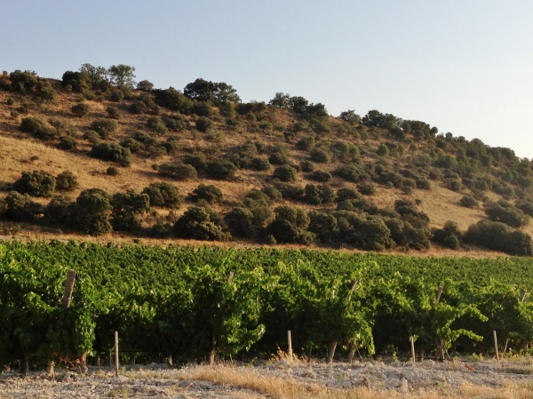 Jerôme_Bougnaud_paisaje_Quinta_Sardonia_2